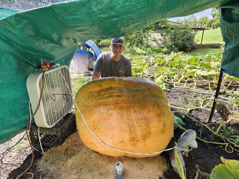 Georgia FFA Member Grows Small Seeds to Giant Pumpkins!