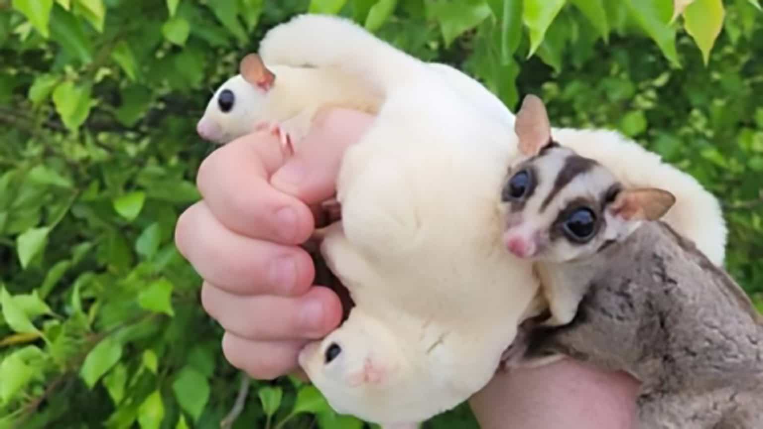 SAE Turns Exotic