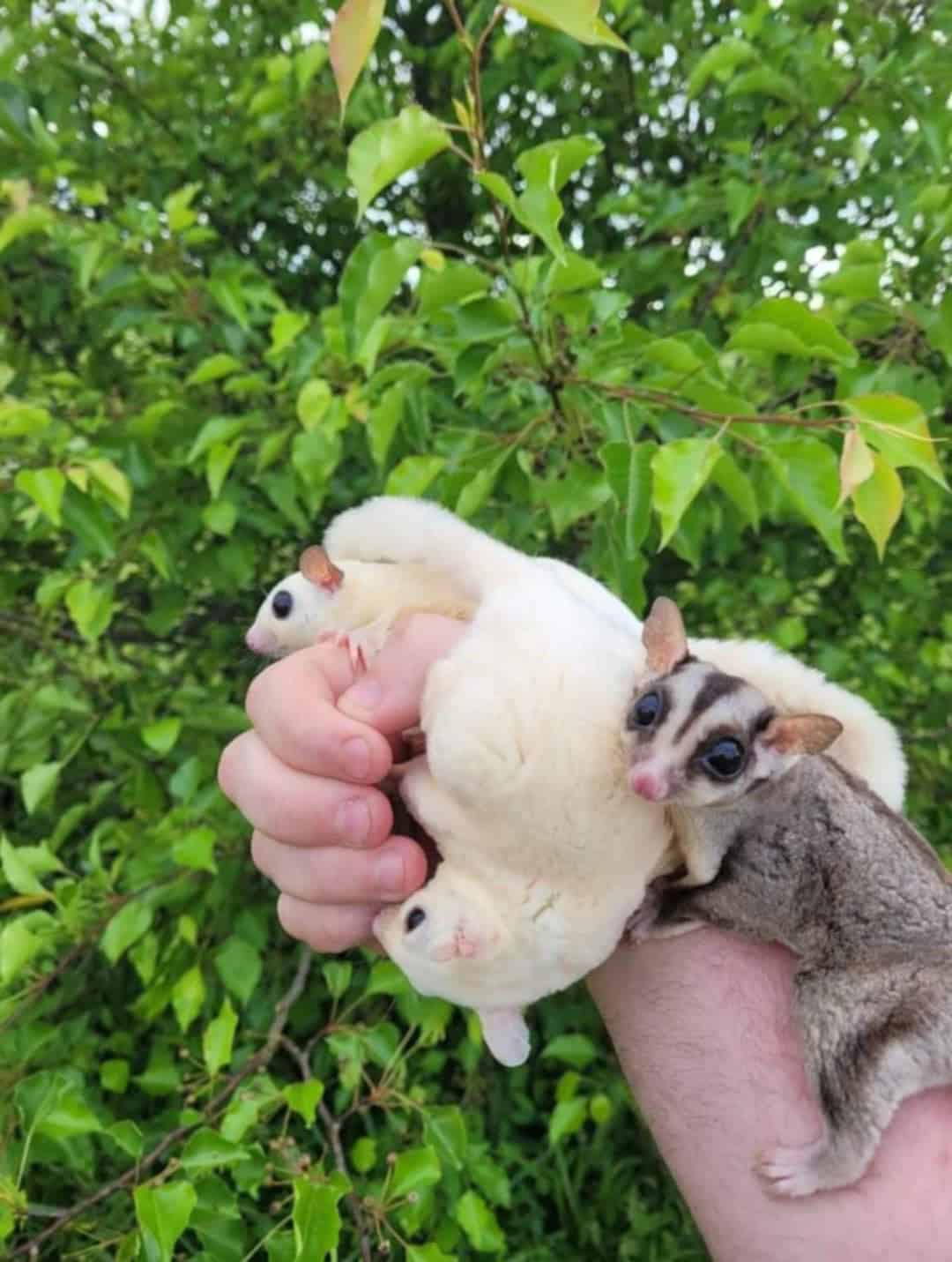 Sugar Gliders clinging to their owner. 