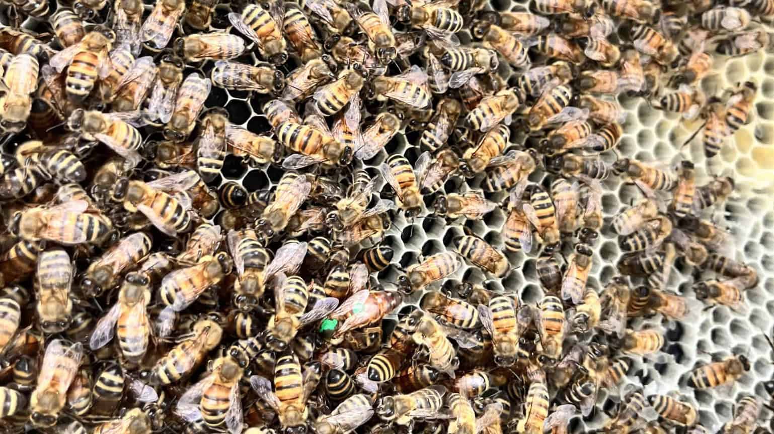 Buzzing With Success