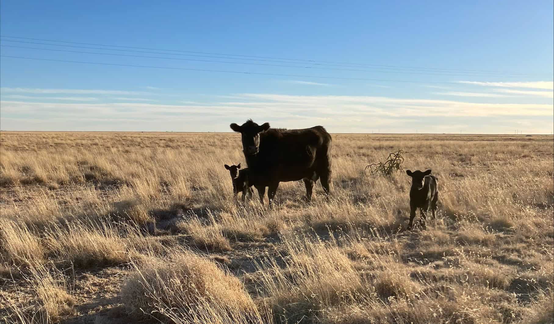 Tatum FFA Member Explains Passion for Family Buisness