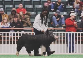 Barn to Business: Cristen Haynes’ Swine SAE