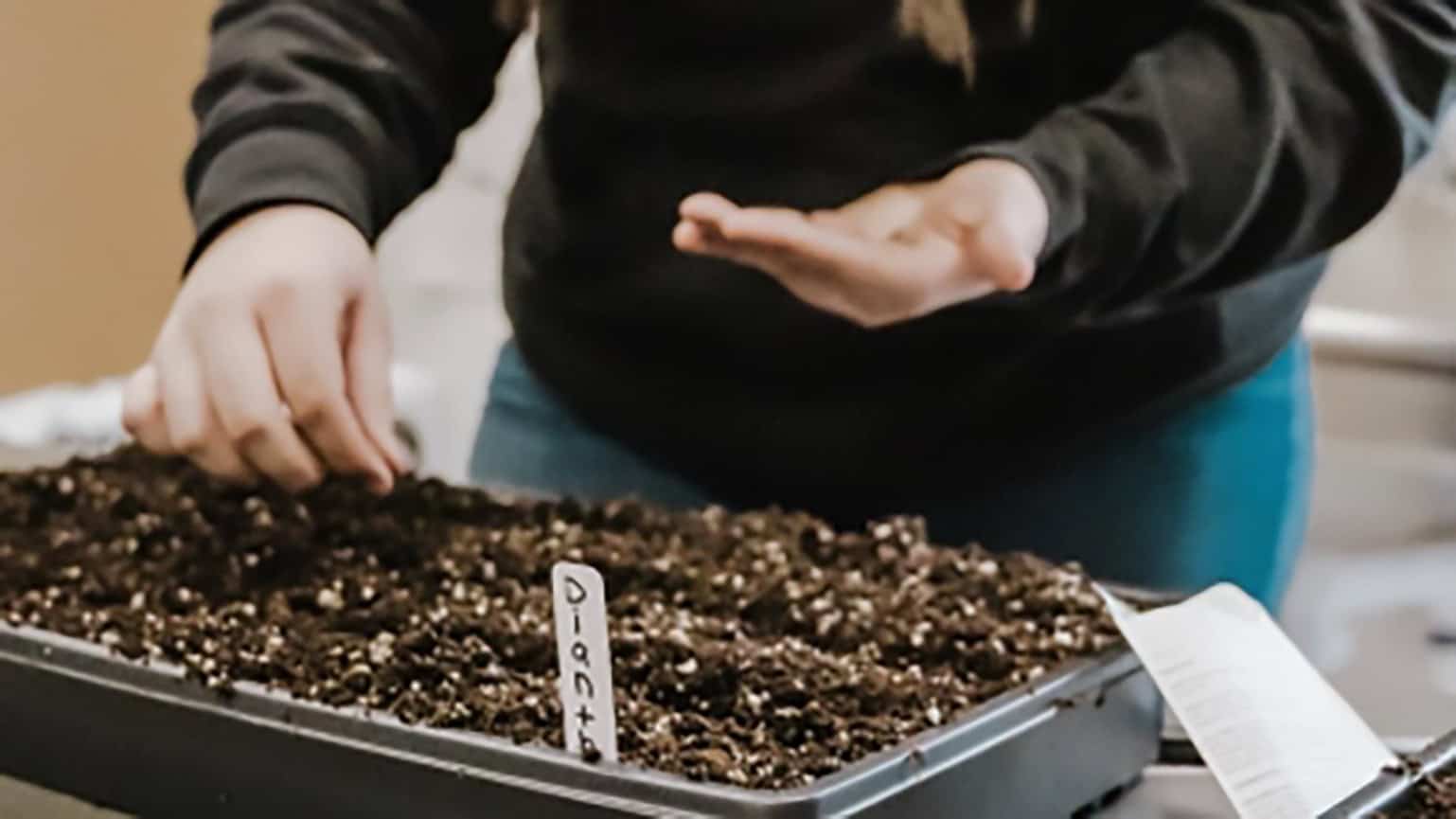 Sprouting SAE Success