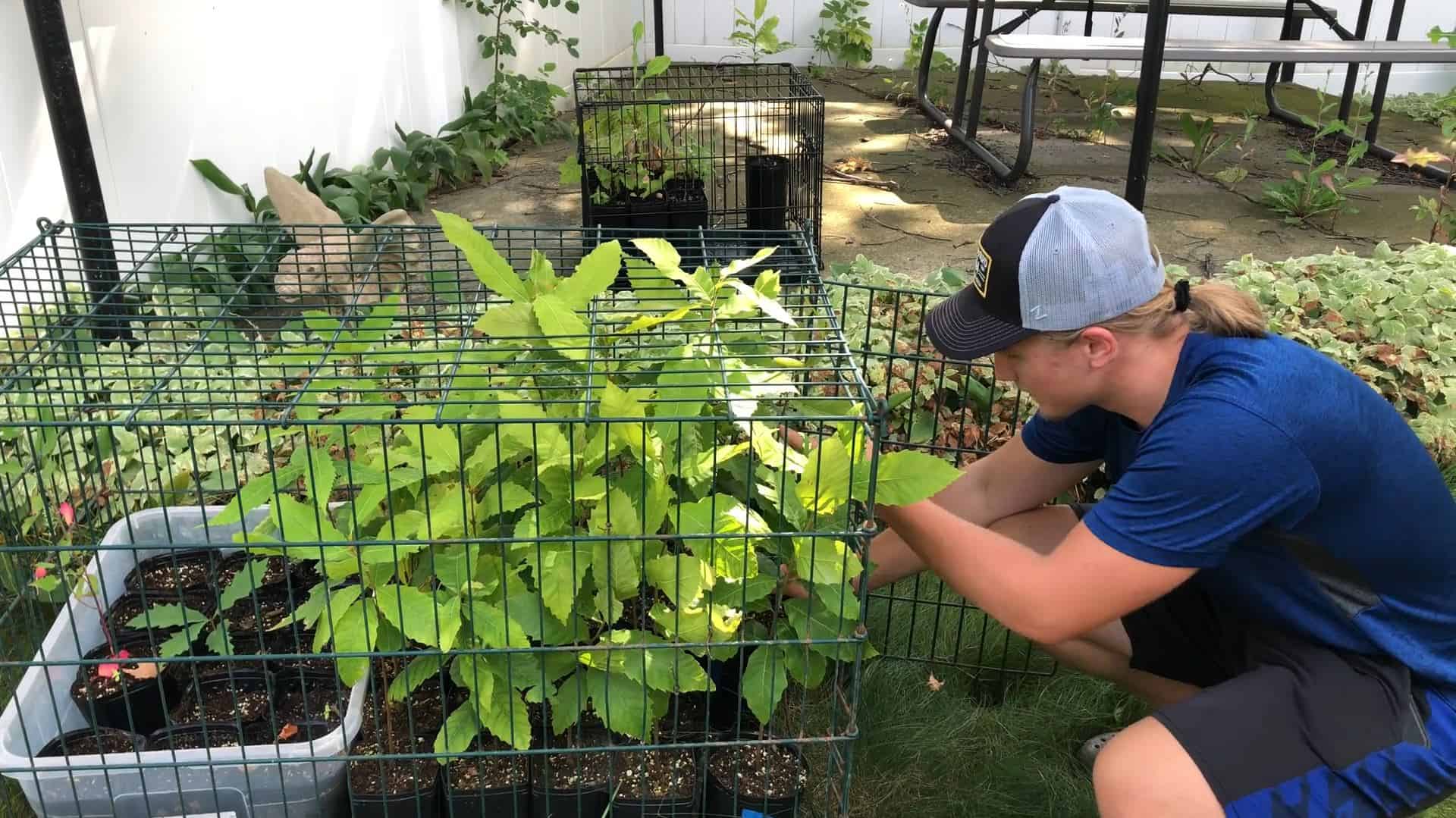 Planting a Legacy: Bringing the Chestnut to Minnesota