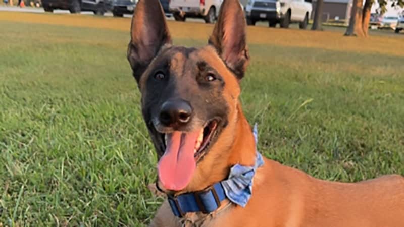 This FFA Member Is Making a Difference Using Canines