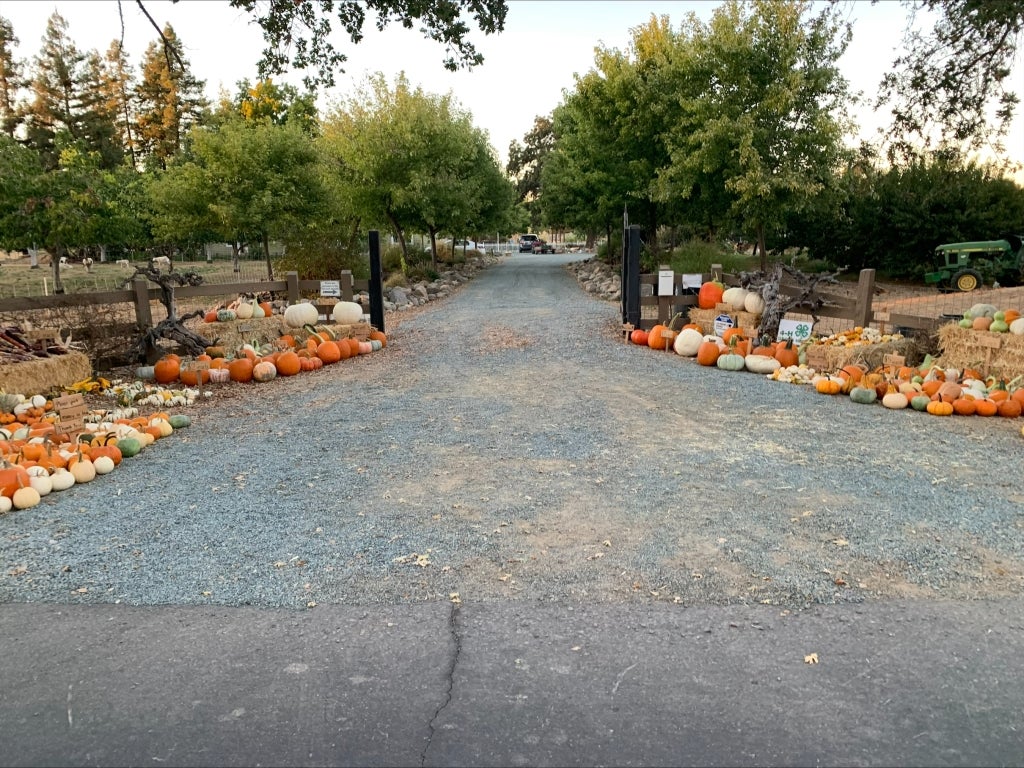 Looper’s driveway with all her pumpkins displayed. She has them sorted by size and variety.