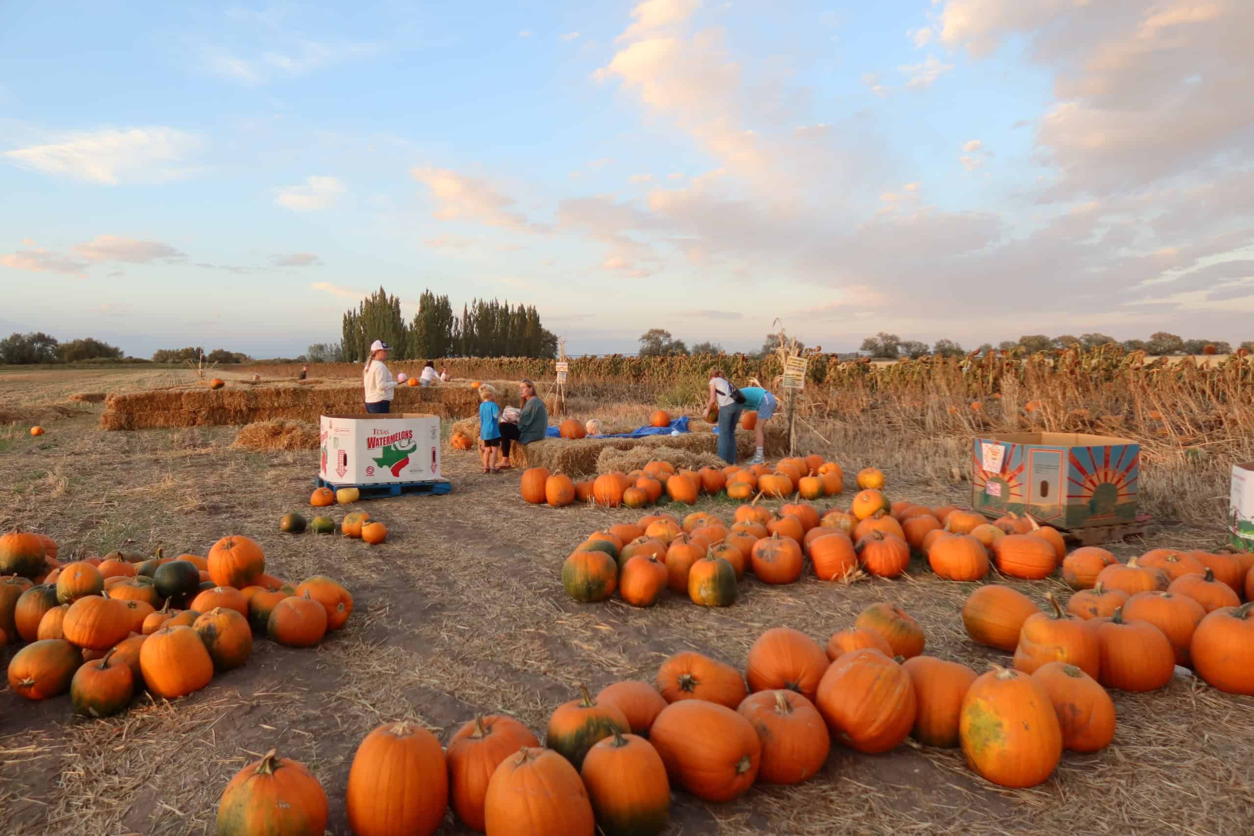 Cultivating Fall Fun: Sugar-Salem FFA Puts on a Pumpkin Patch