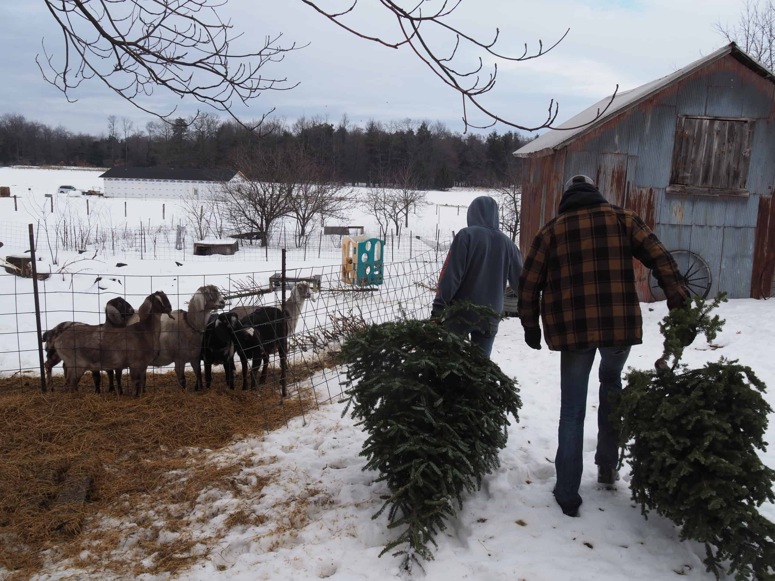 Montague FFA Gives to Feed Goats
