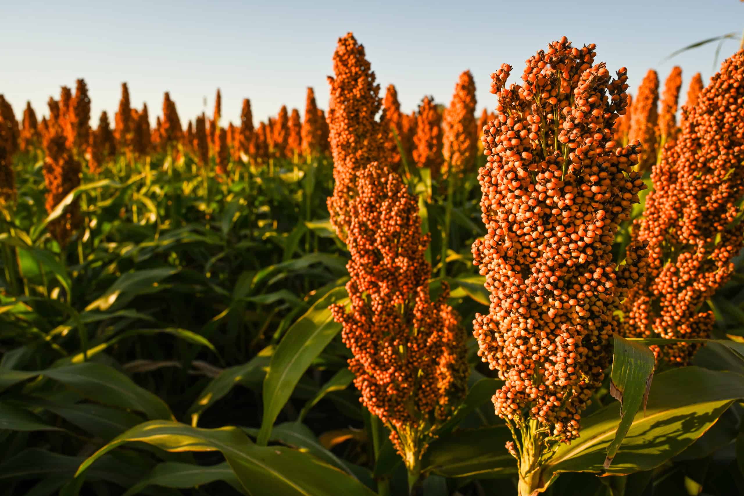 Sorghum: Food’s Best Kept Secret