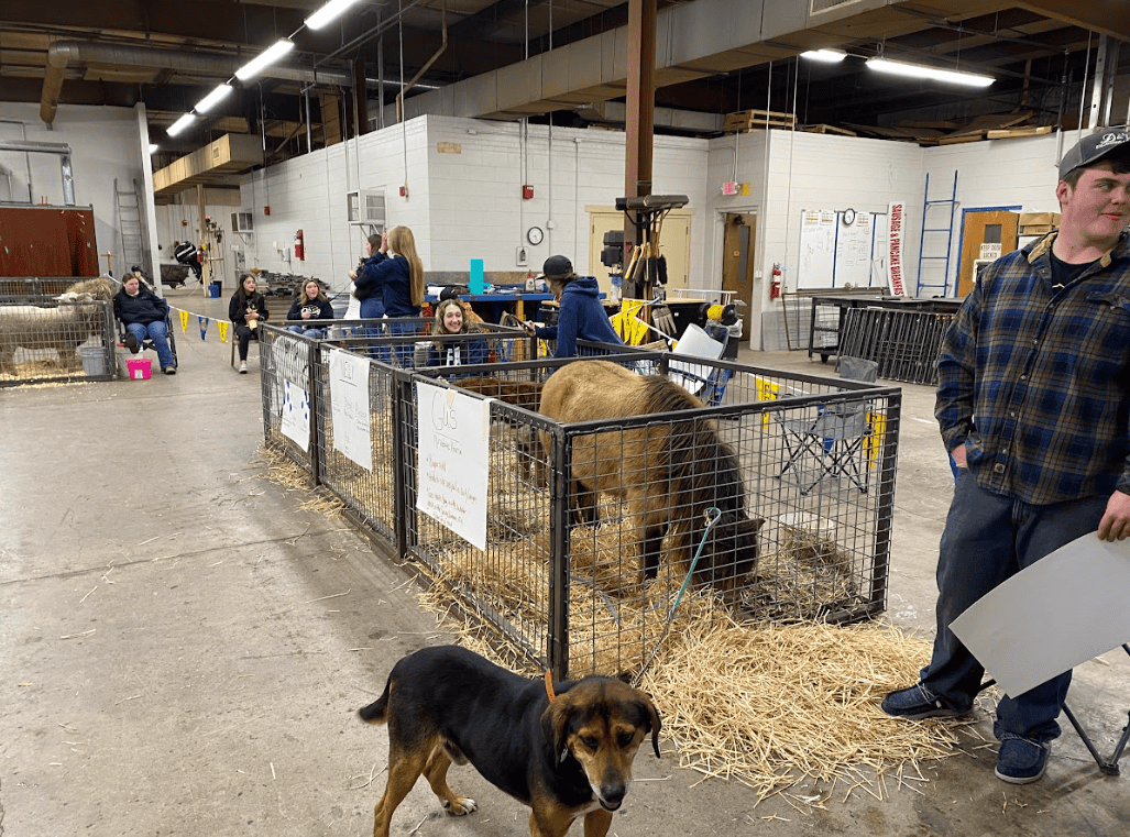 Pigs, Goats and Ponies Galore!