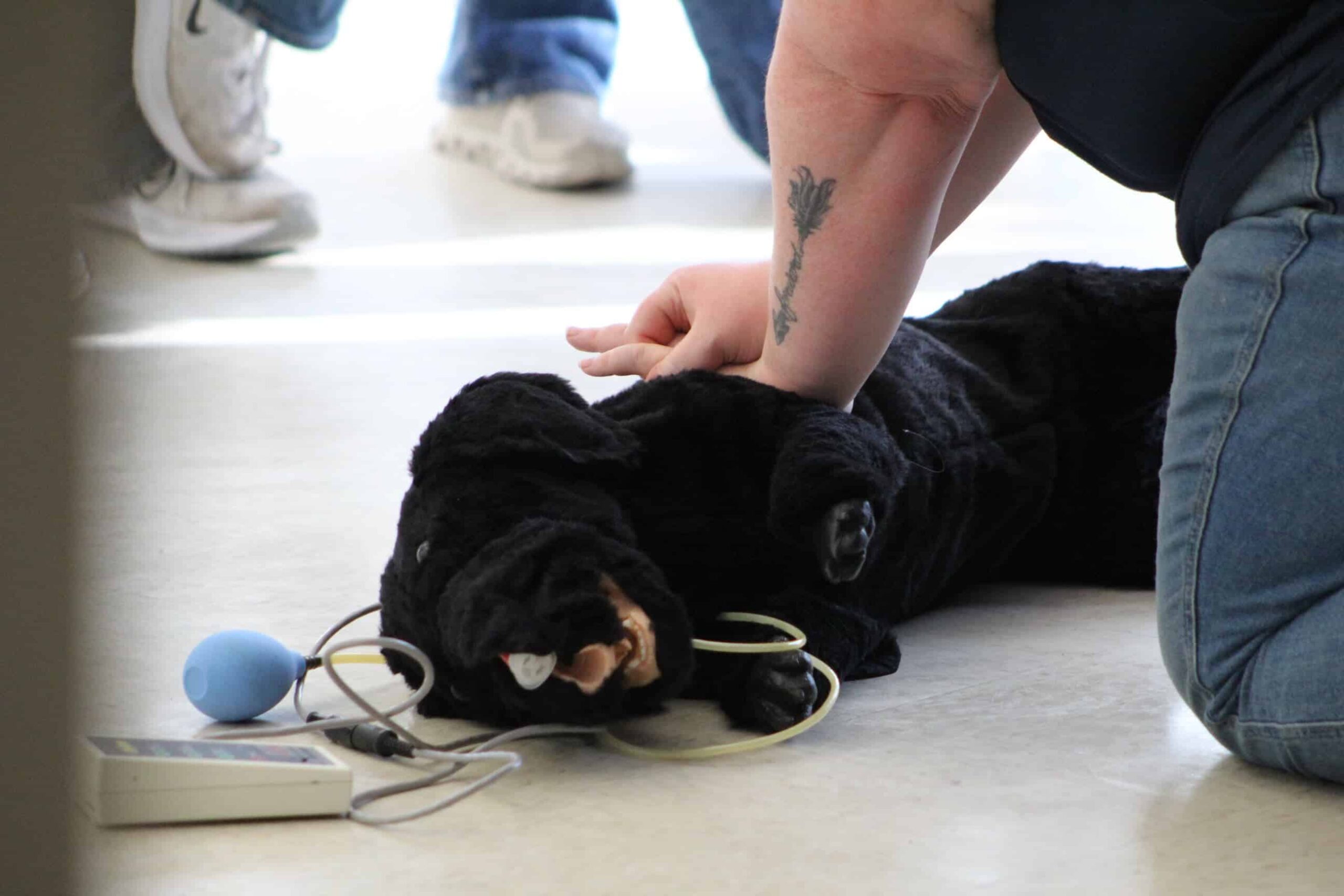 Workshop leader demonstrating how to perform CPR on a small animal.