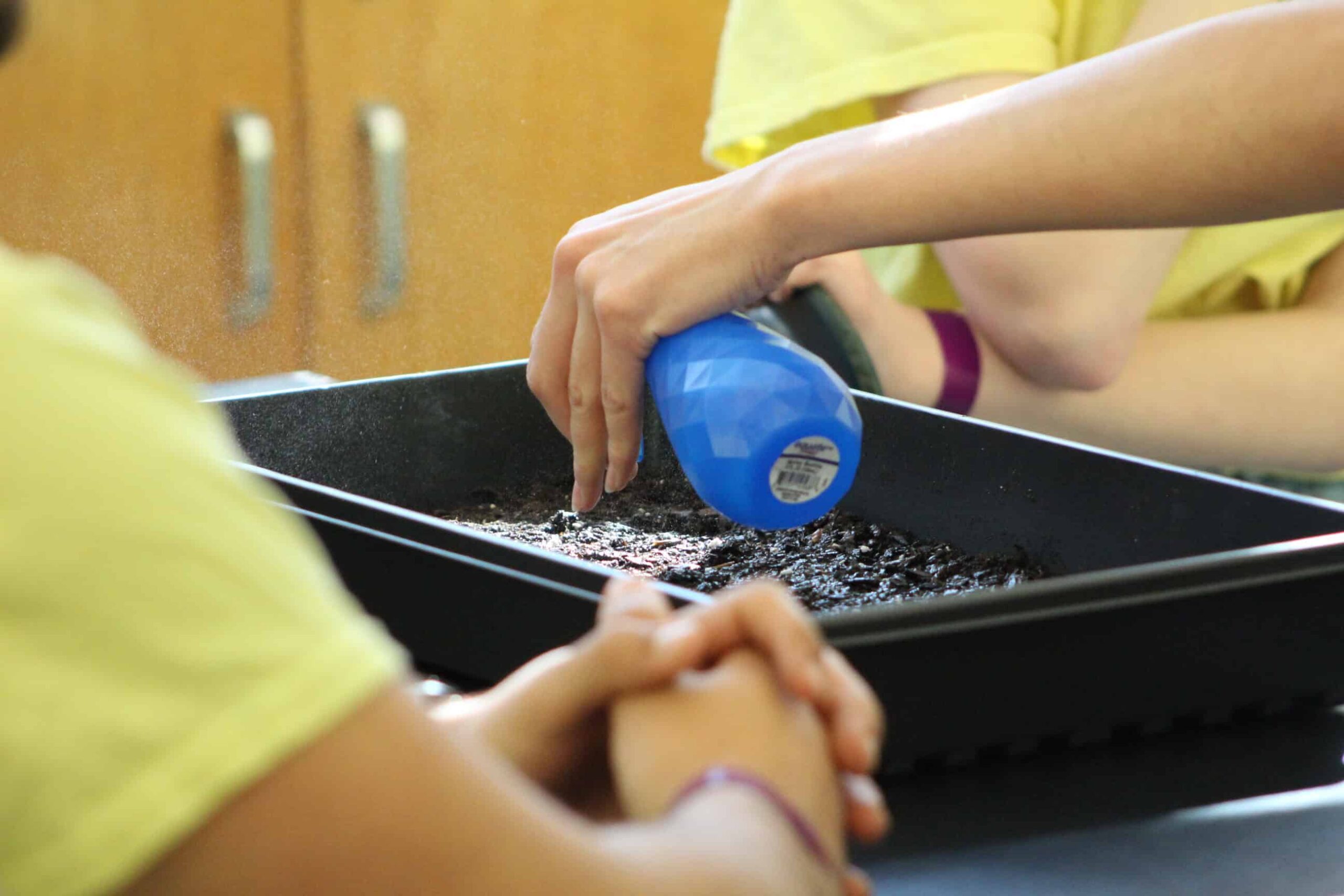 Students watering a tray of micro greens.
