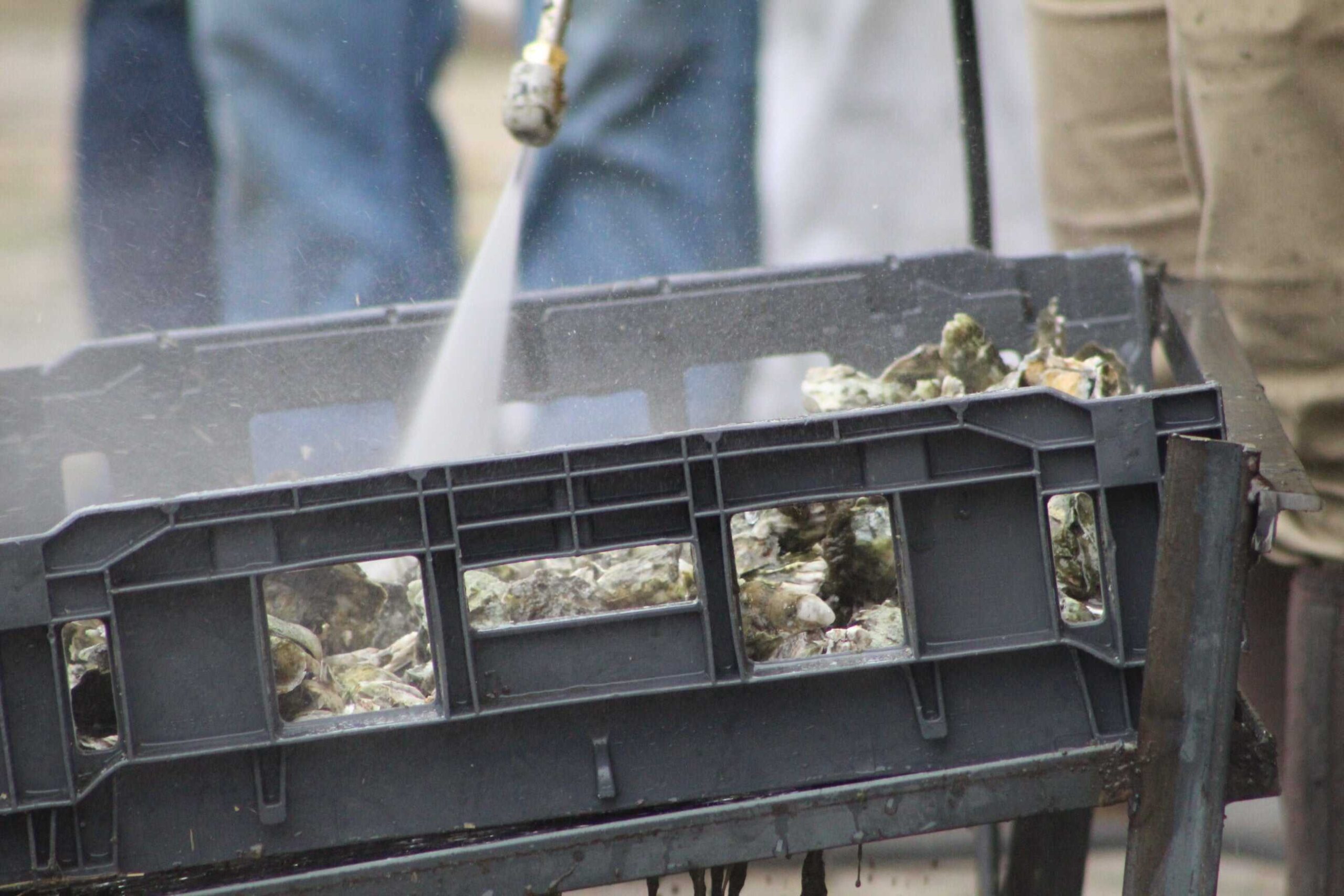 Oysters being washed off.