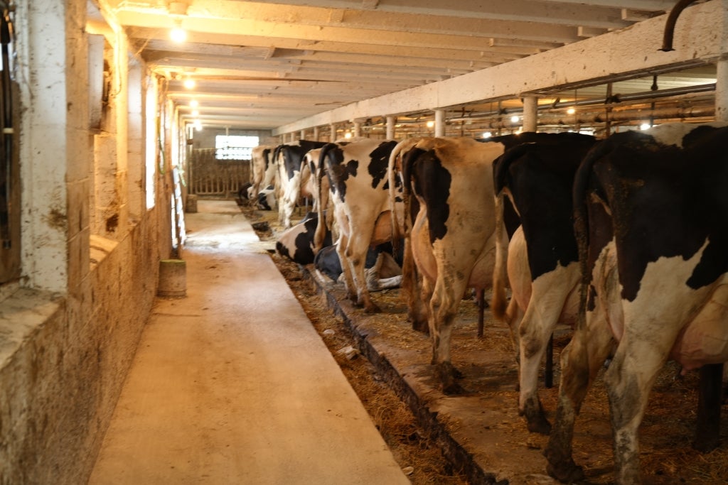The Bartzes’ third-generation milking barn, including cows ready to be milked.