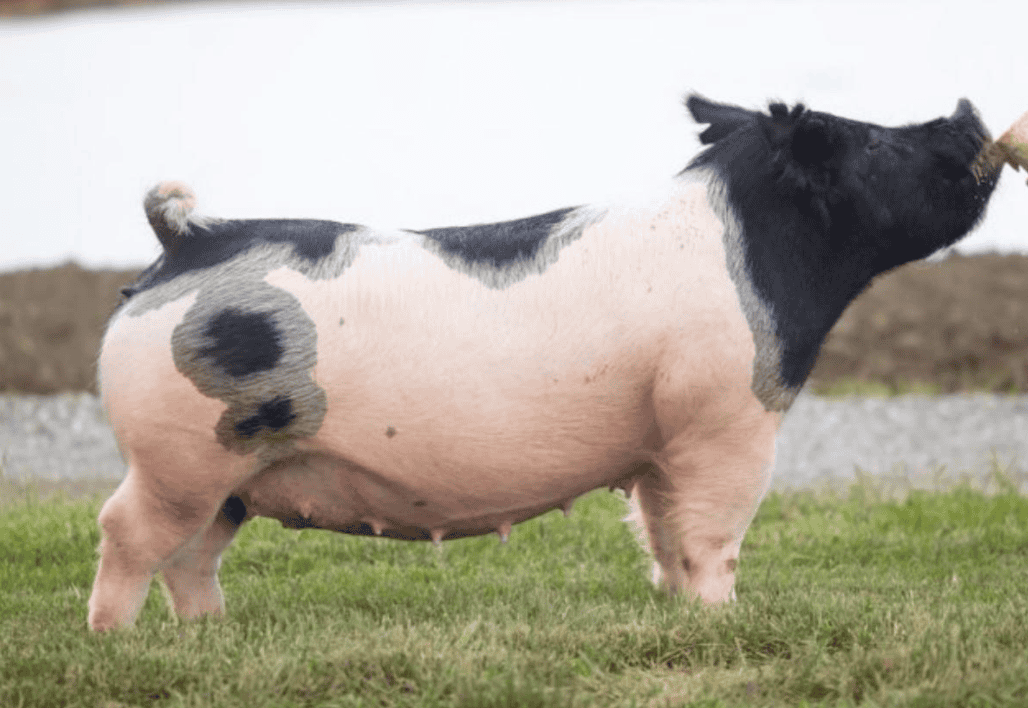 Tips and Tricks for Raising a Market Hog