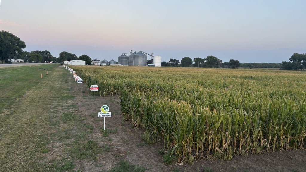 Drews’ plot includes multiple varieties of seed corn. Photo courtesy of Landon Drews.