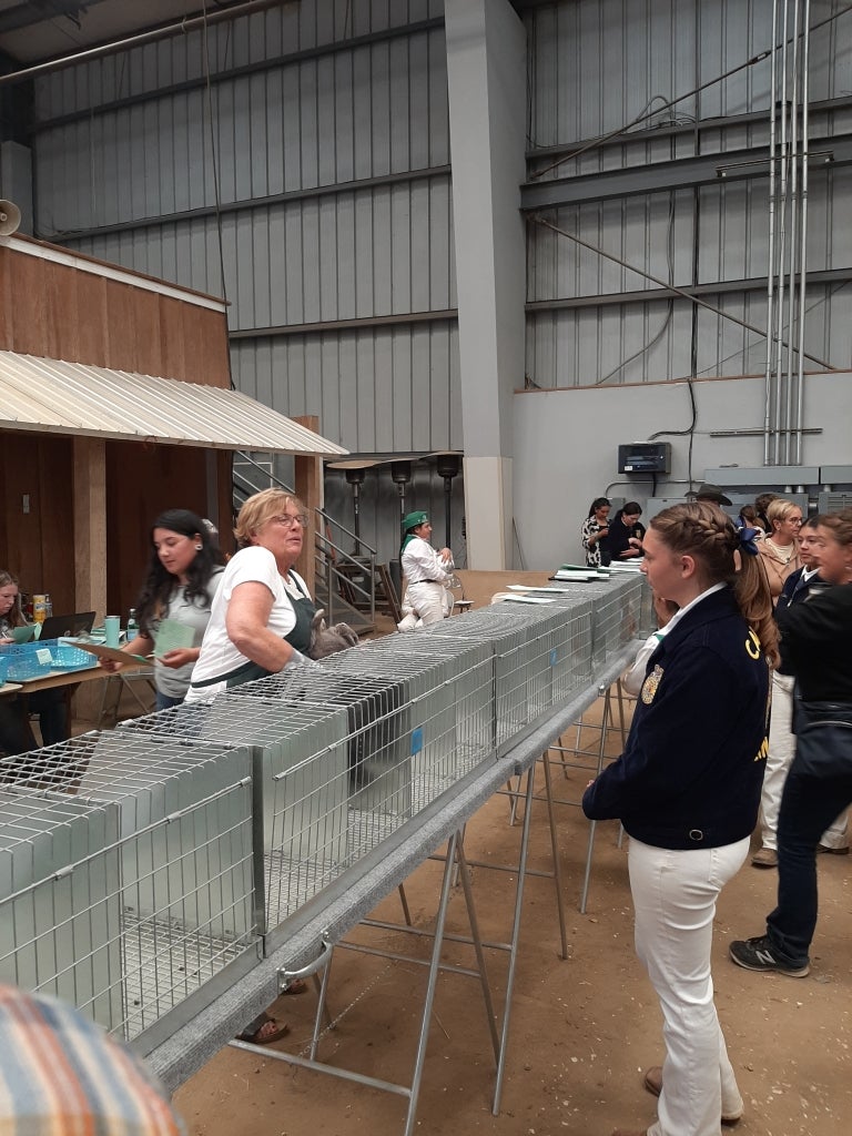 Nielsen watches the judge and Toby during the breed judging. The judge comments on the rabbit while holding and examining him.