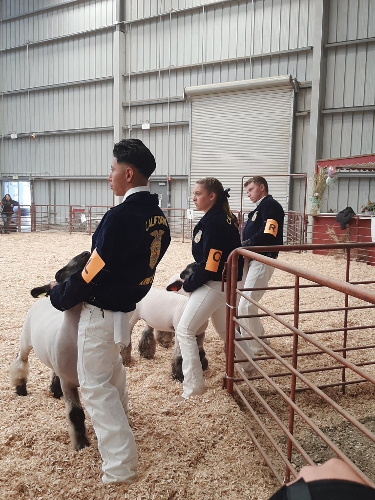 Nielsen (center) shows during the lamb portion of Round Robin. She braces the lamb on her leg and looks at the judge.