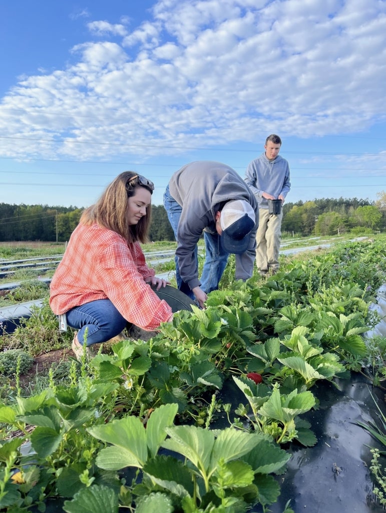 Kaitlyn Rhodes and her students picked strawberries to be used in the school's cafeteria.