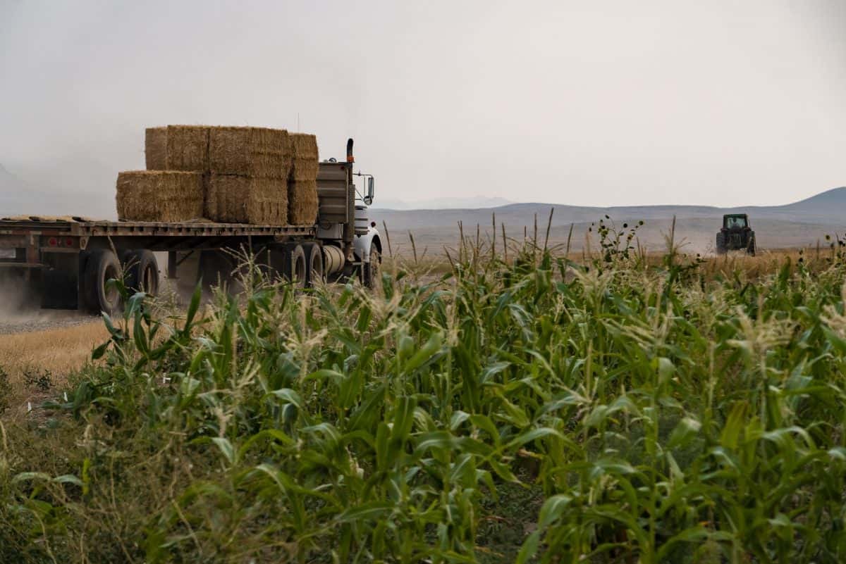 Montana’s Dryland Farmers Cultivate a Sustainable Future