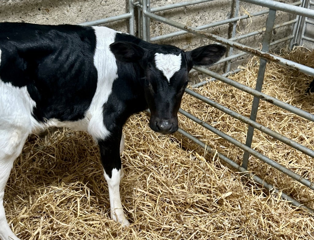 A dairy calf stands in its pen at Hallow Holsteins in Gorey, Ireland.
