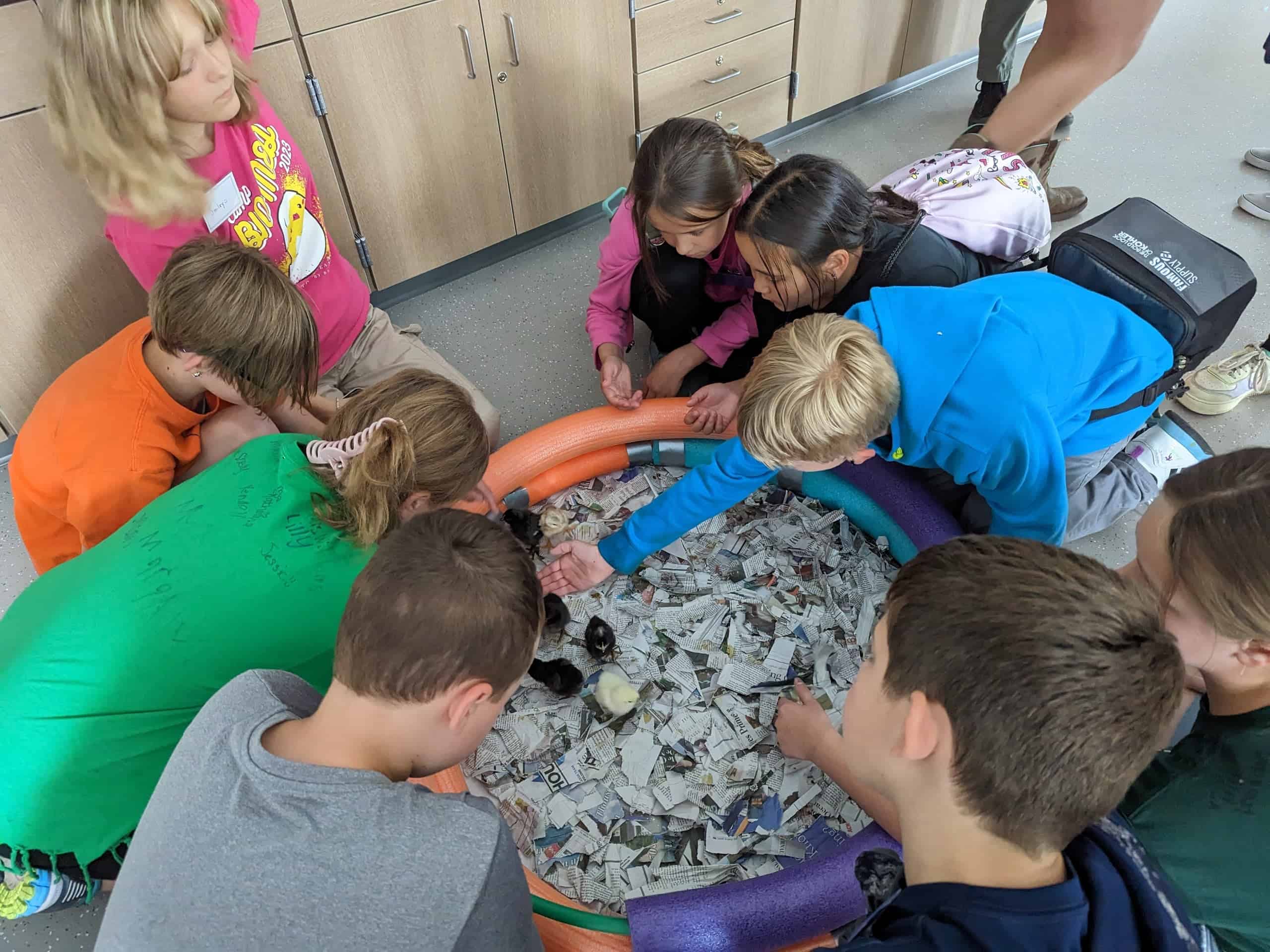 Students gather around newly hatched chicks during Chick Quest camp, observing them up close.