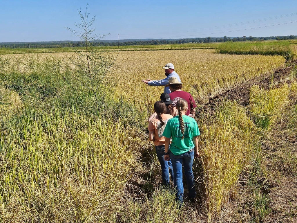 Erbach teaches some of his 4-H members about rice plants.