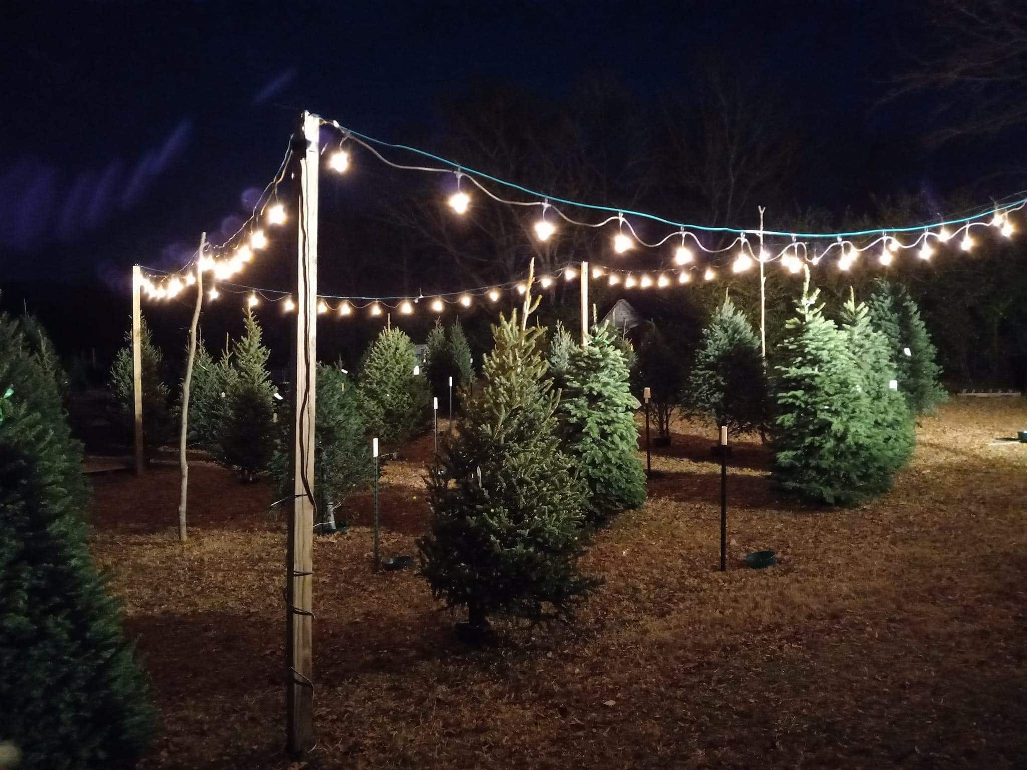 From Farm to Family Room: The Life of a Christmas Tree