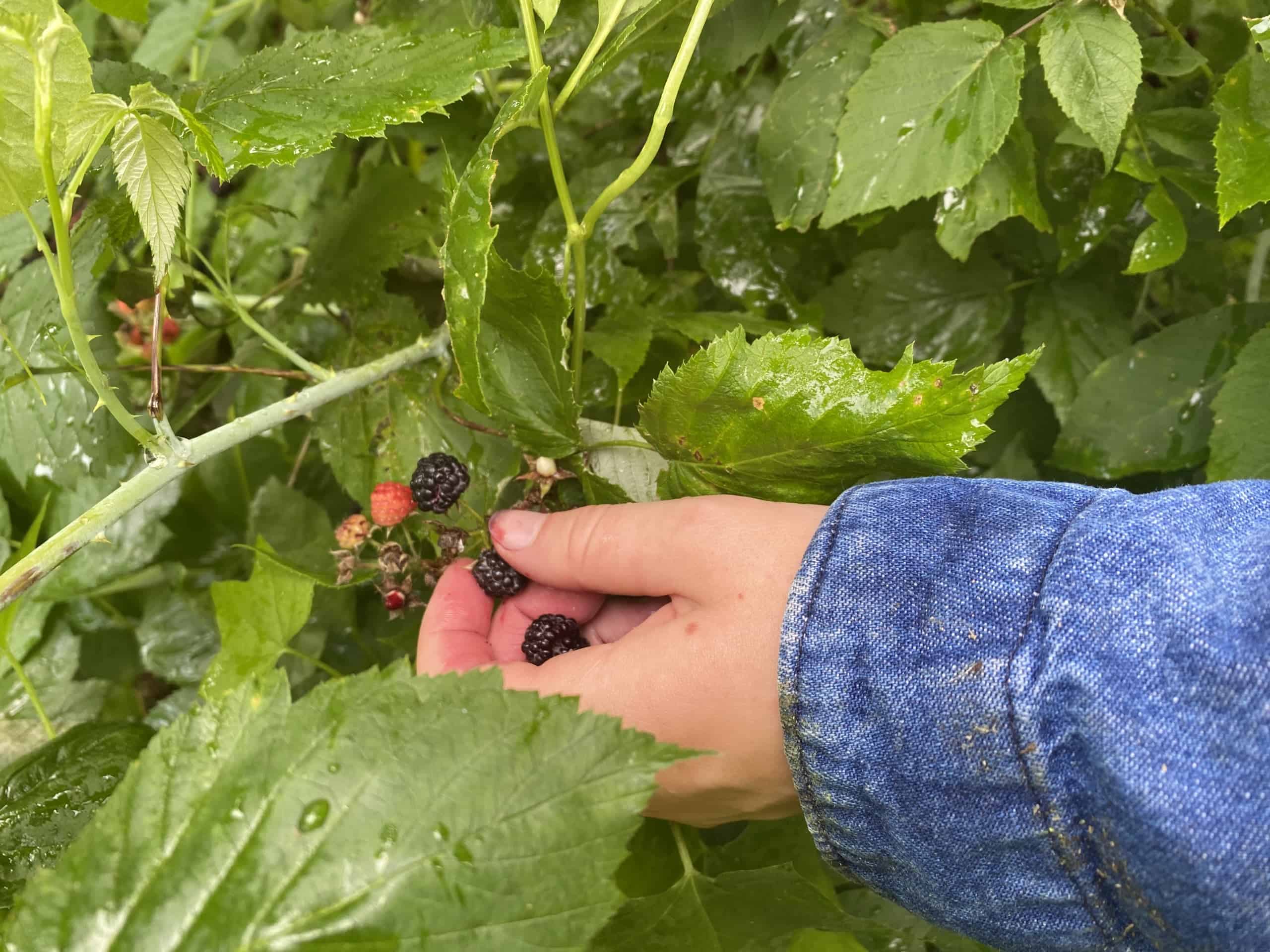 Growing Success: Lydia Heiderscheidt’s Blackberry SAE