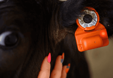 The CowManager ear sensor.