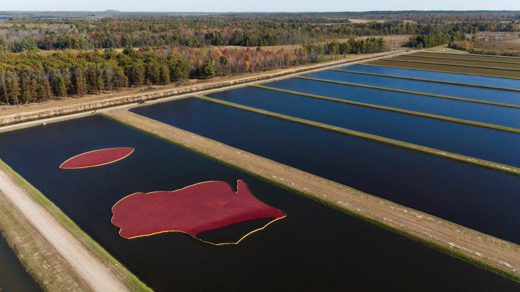 The Bristow Family’s cranberry bogs at harvest.
