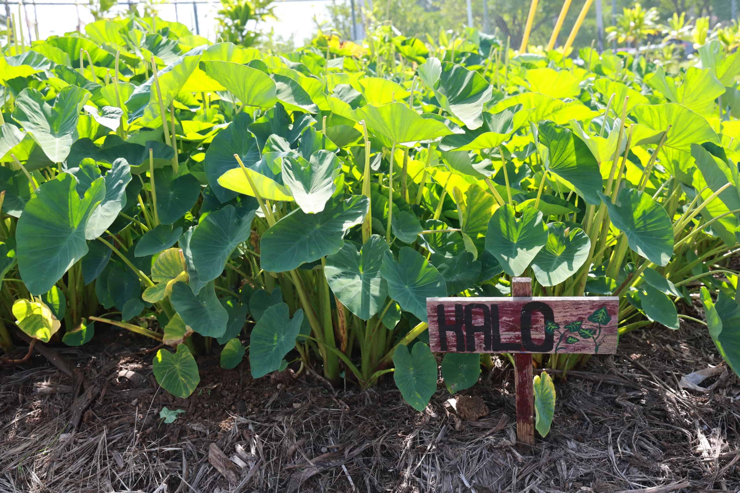 Rebuilding Food Security Through Agriculture and FFA