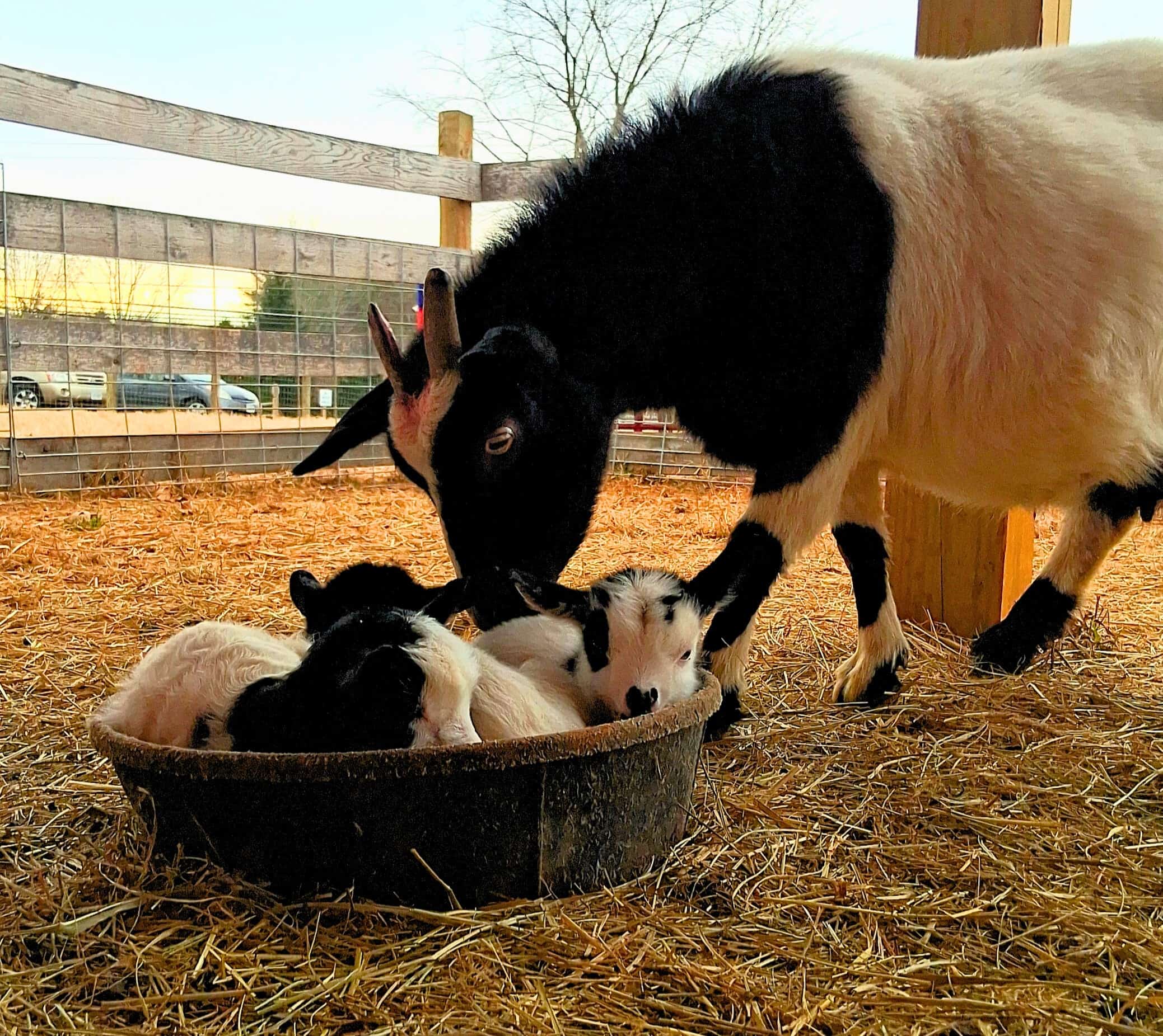 Built by Students, Powered by Purpose: The Fauquier FFA Chapter’s Trip Bopp Farm
