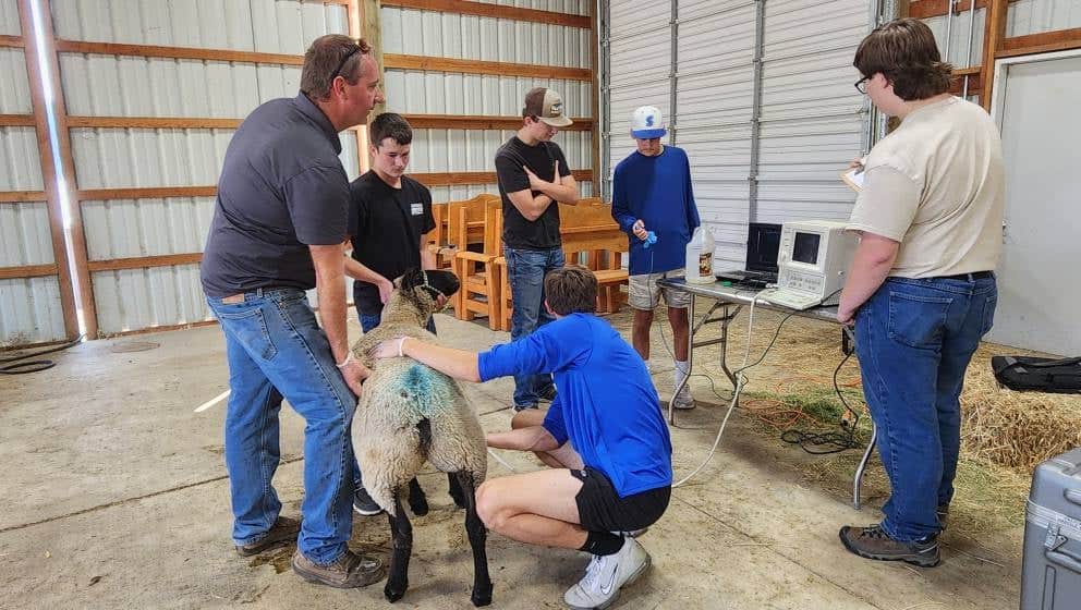 Learning to Do: Sutherlin FFA Chapter’s Sheep Program Builds Student Experience