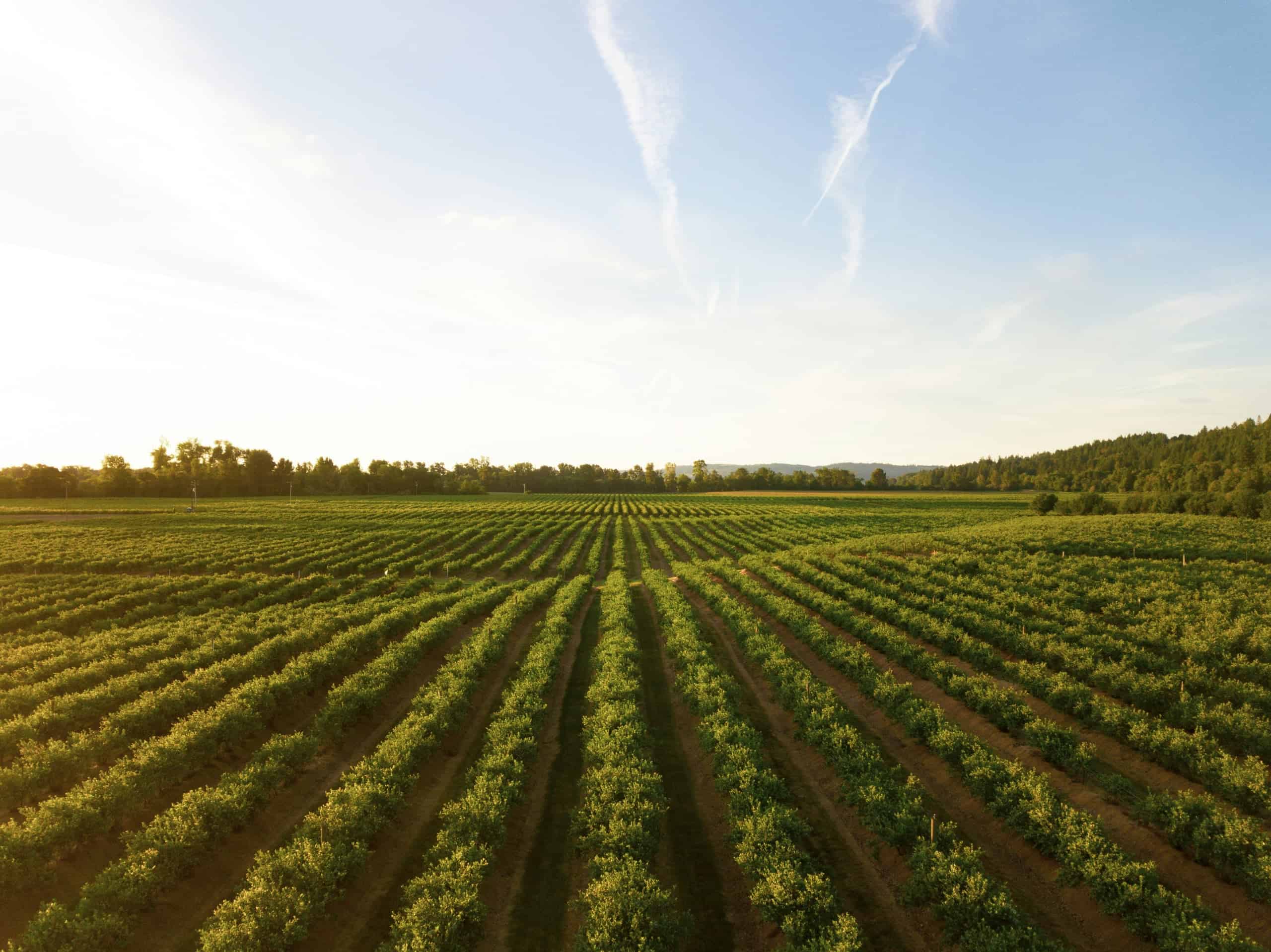 Feeding America: Is Sustainability Enough?
