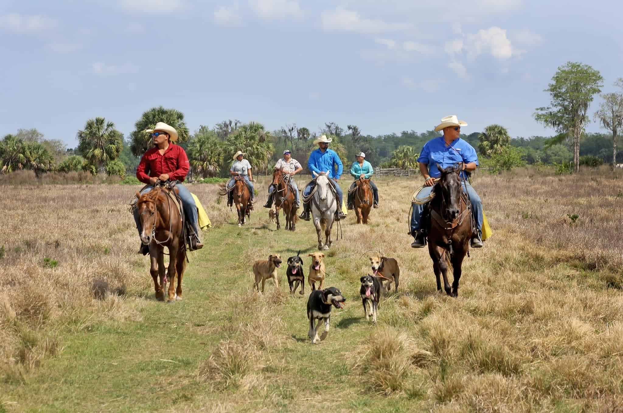 Ranching Through Generations: Florida’s Native Cattle Story