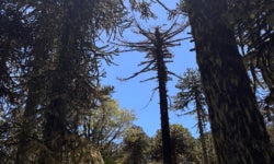 El arbol Araucaria Araucana tiene mucho valor en la communidad mapuche de Araucania/The Araucaria Araucana tree has a lot of value in the mapuche community in Araucania.