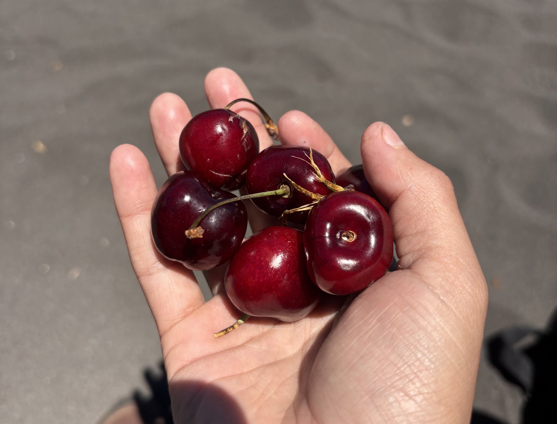 Cerezas frescas de Chile/Fresh cherries from Chile.