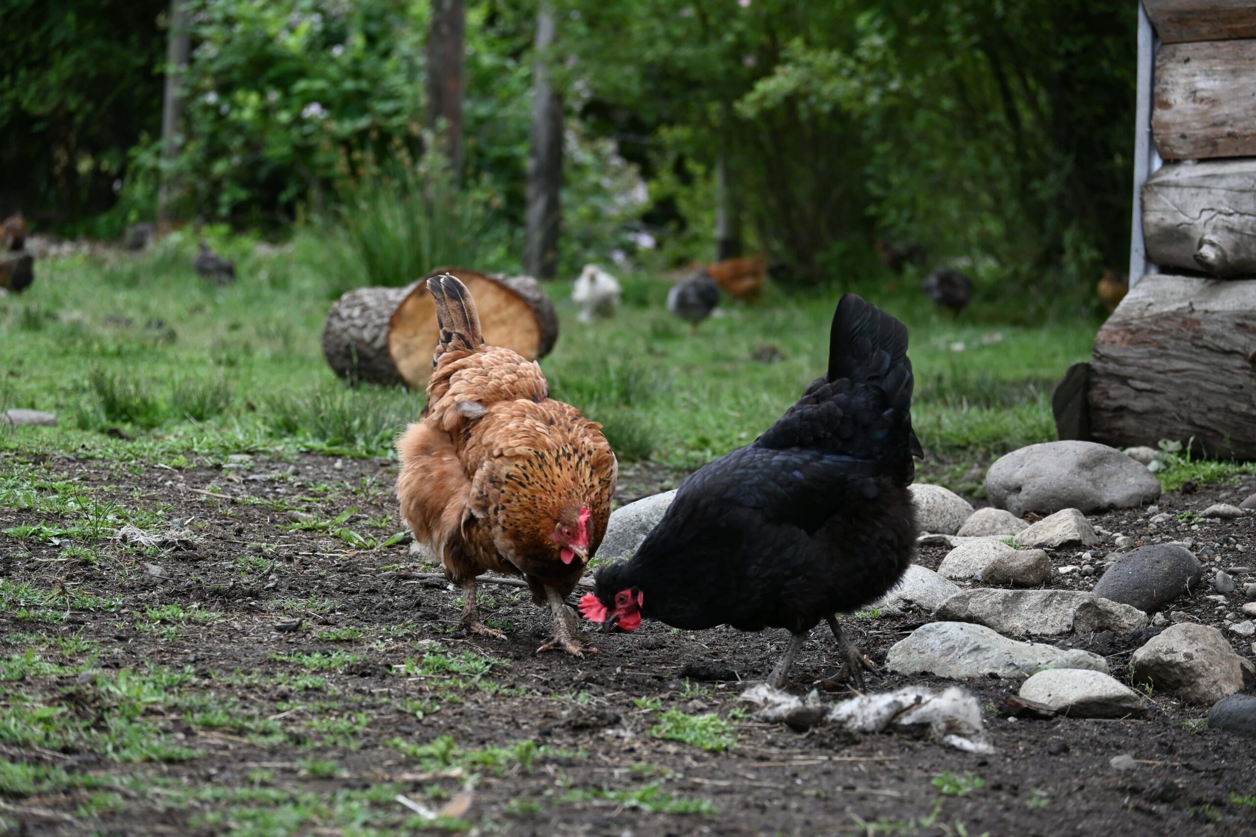 Gallinas que corrieron libres con los patos/Chickens that roam free with the ducks.