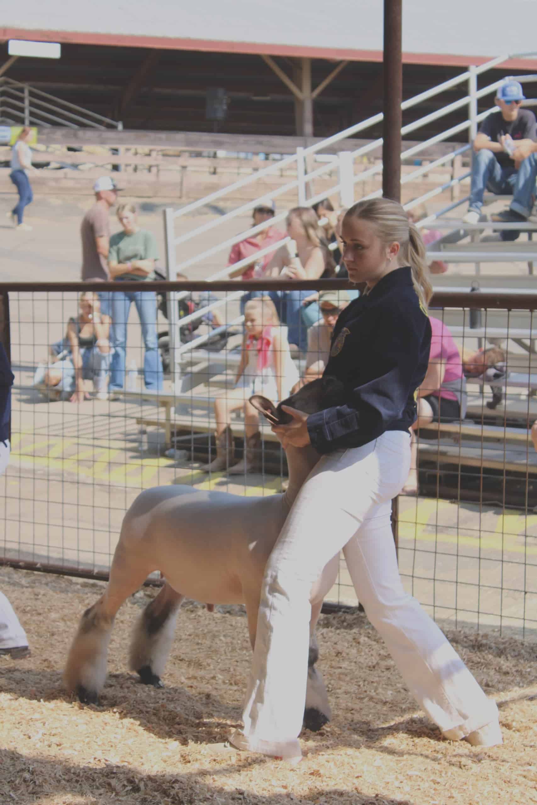 Allison shows her lamb in her hometown of Mariposa at the 2025 Mariposa County Fair. Photo taken by Madison Arnold.