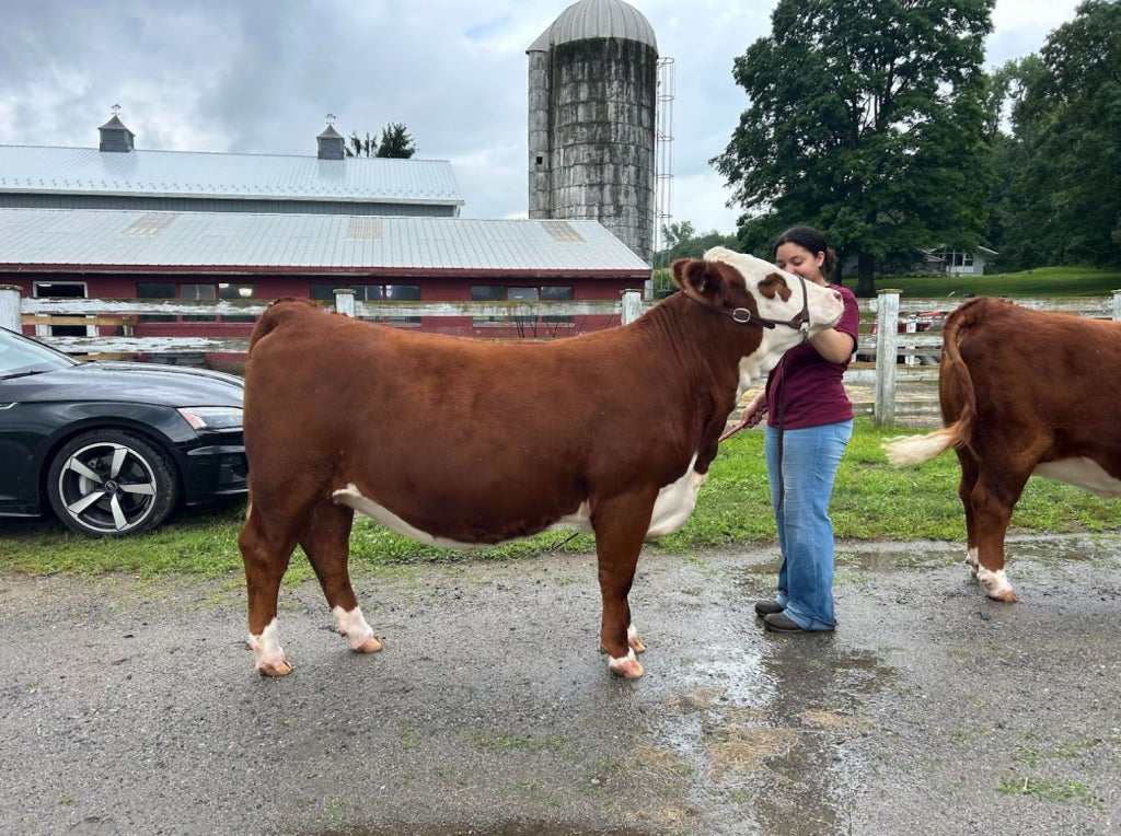 Pena working with her beef cow.