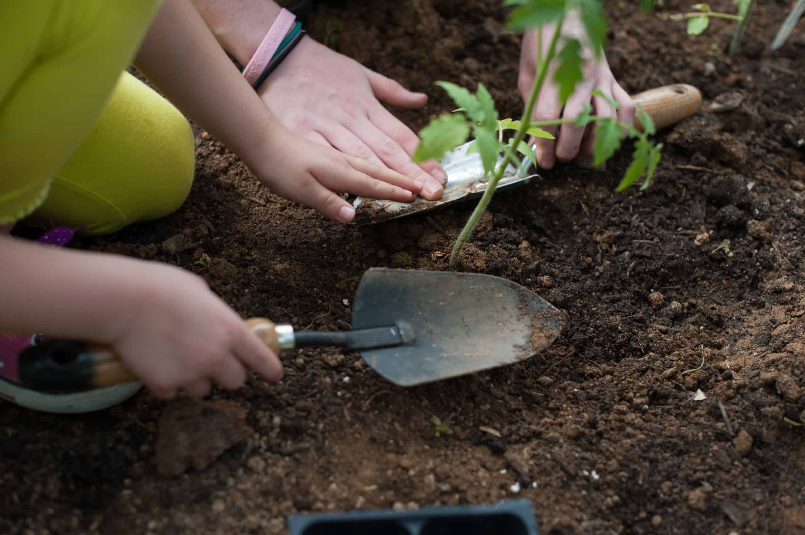 8 Steps to Build a Raised Garden Bed