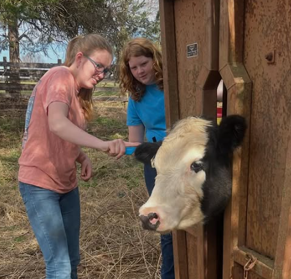 The Madison County FFA Chapter’s Cattle Working Team gets some hands-on practice at Senterfitt Farm.