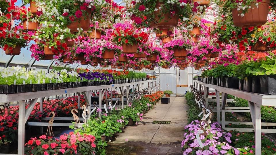 Students Grow Success Through Annual FFA Plant Sale
