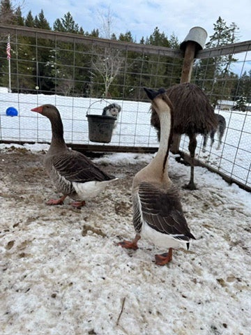 Cowell’s geese.