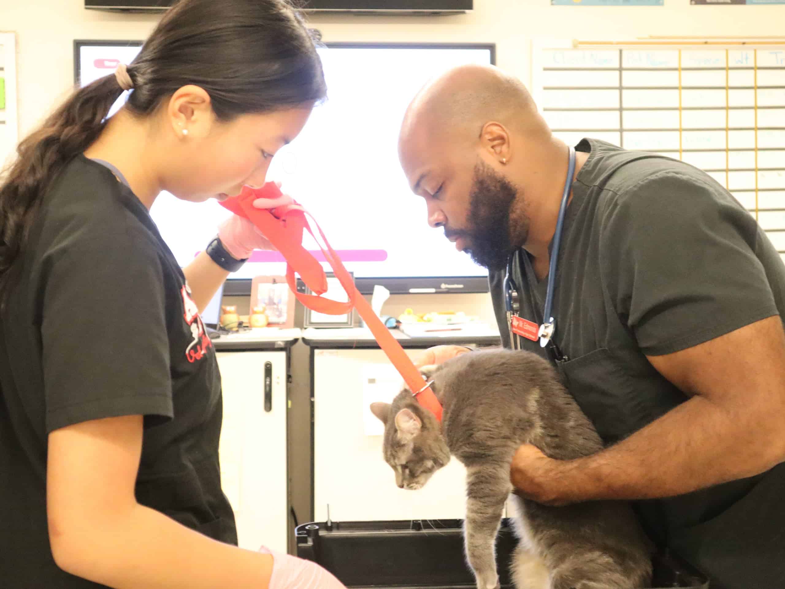 Claire Tian’s Journey in the World of Veterinary Science