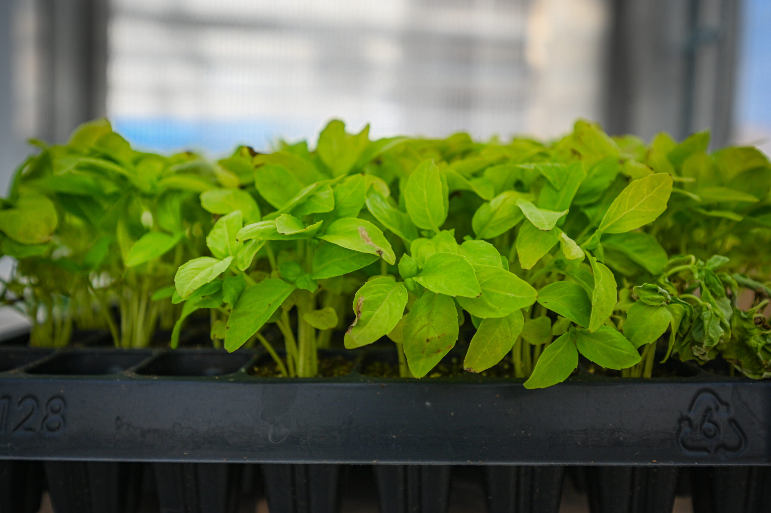 Plant Systems Substitute Teacher Guide