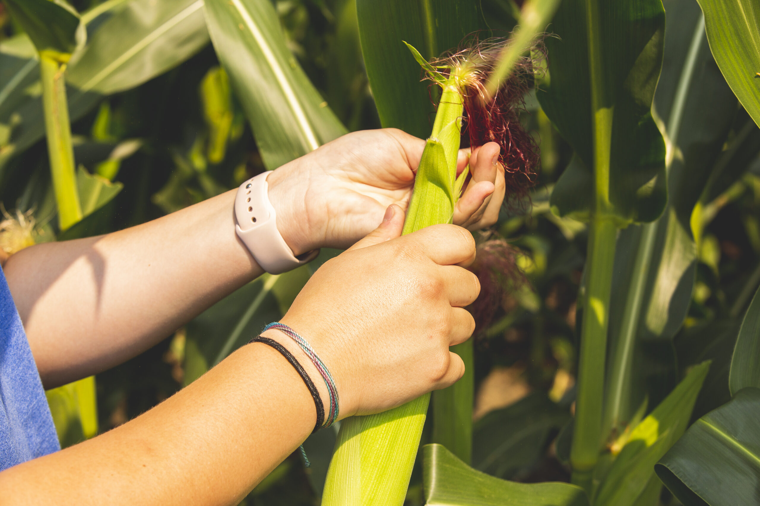 Article – A Sweet Opportunity