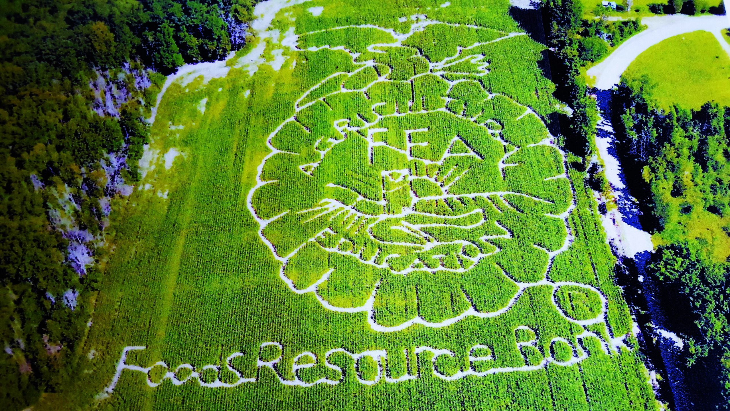 Article Corn Maze