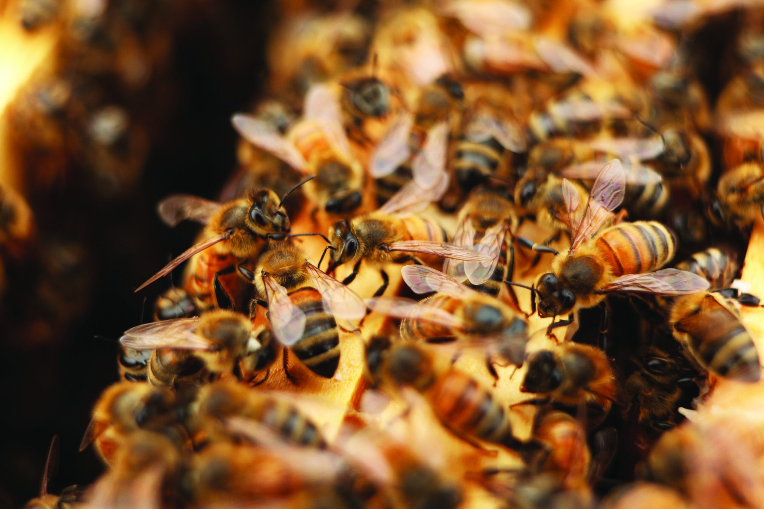 Article Protecting Pollinators